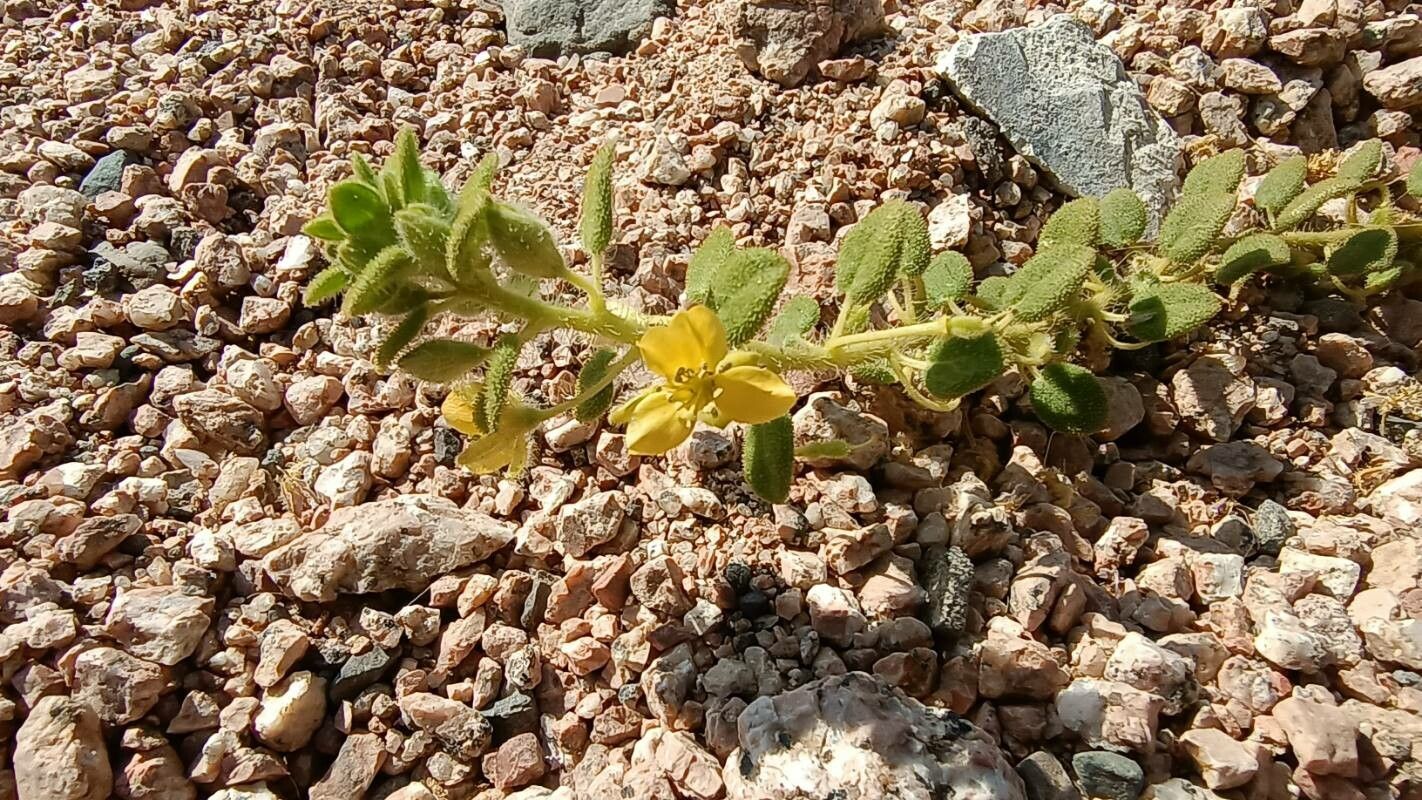 Cleome chrysantha flower