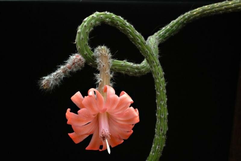 Peniocereus viperinus habit