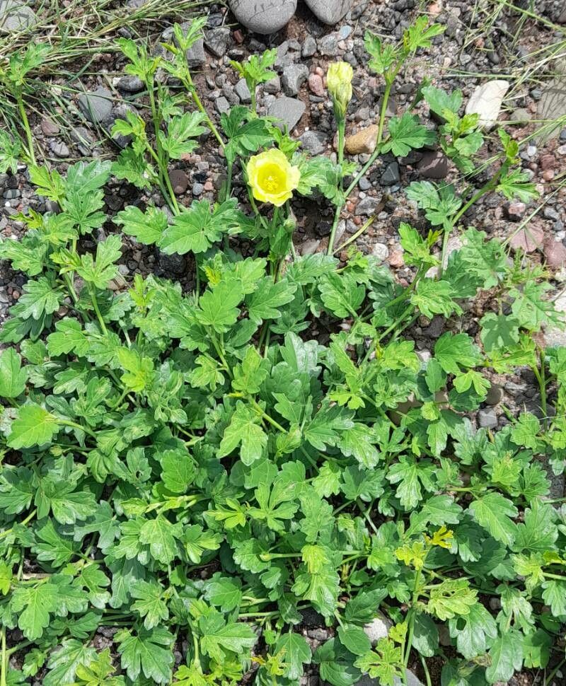 Cienfuegosia argentina habit