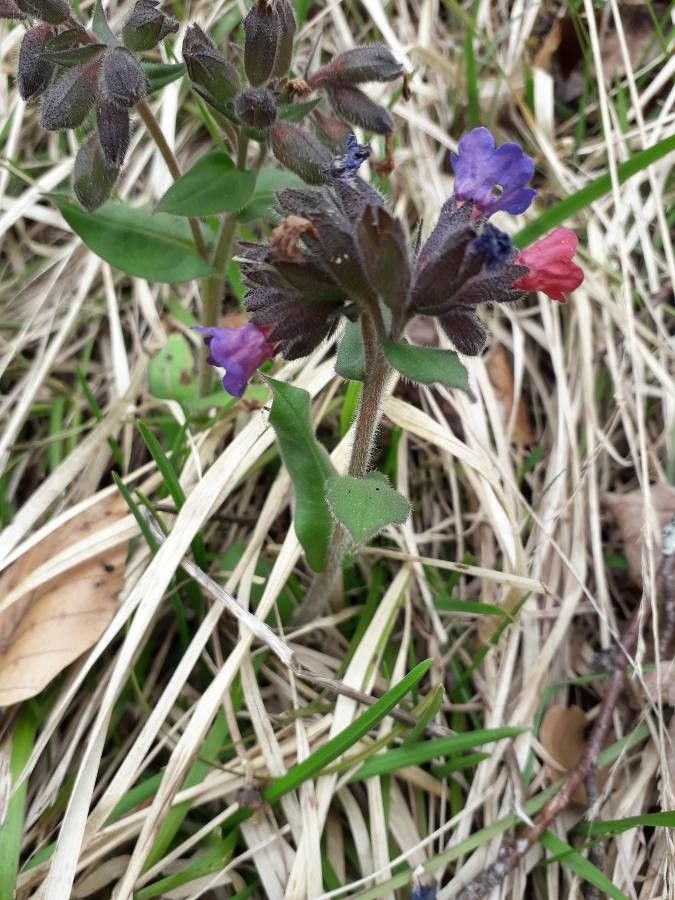 Pulmonaria obscura — search result for 'Pulmonaria'