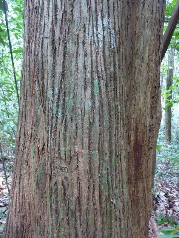 Lecythis zabucajo bark