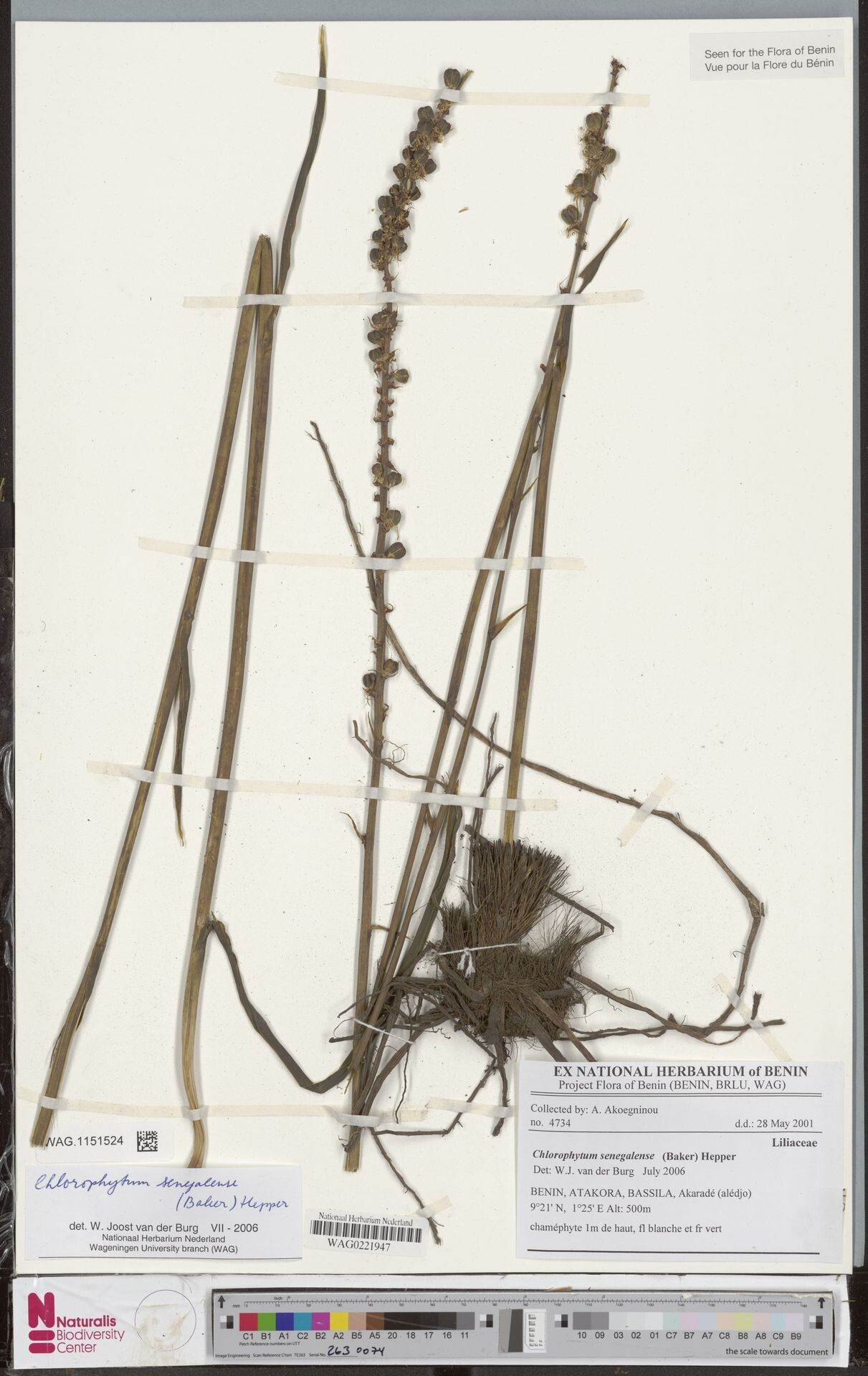 Chlorophytum senegalense — search result for 'Chlorophytum'