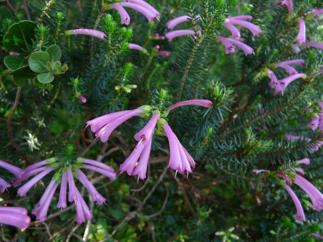 Erica abietina