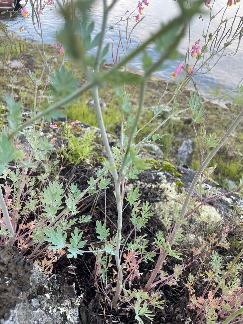 Corydalis sempervirens leaf
