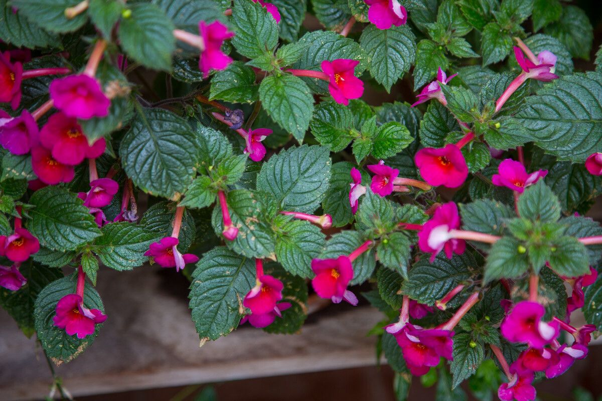 Achimenes grandiflora flower