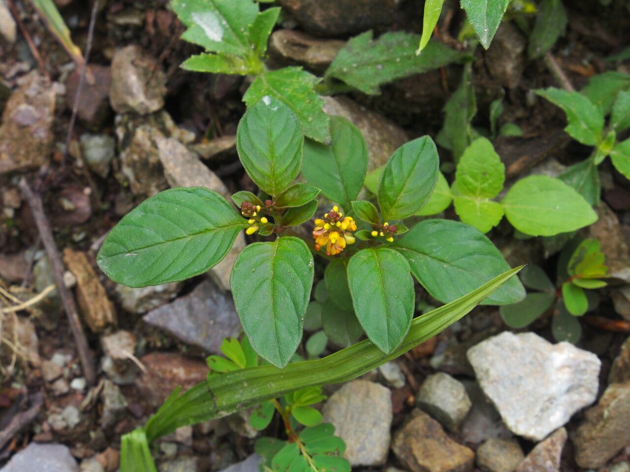 Polygala furcata habit