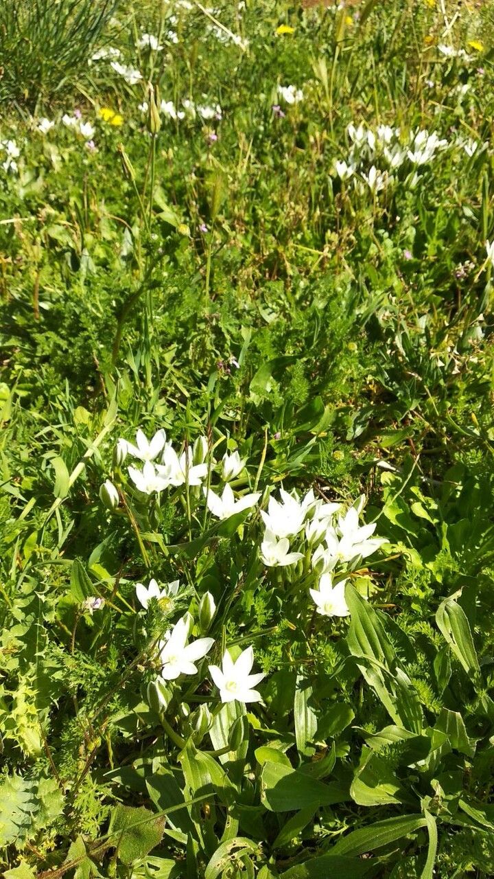 Ornithogalum baeticum other