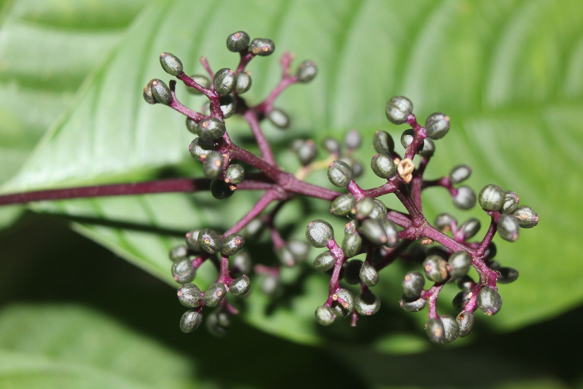 Psychotria microbotrys flower