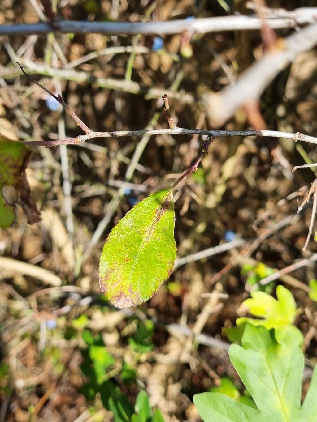 Prunus × fruticans — search result for 'Prunus'