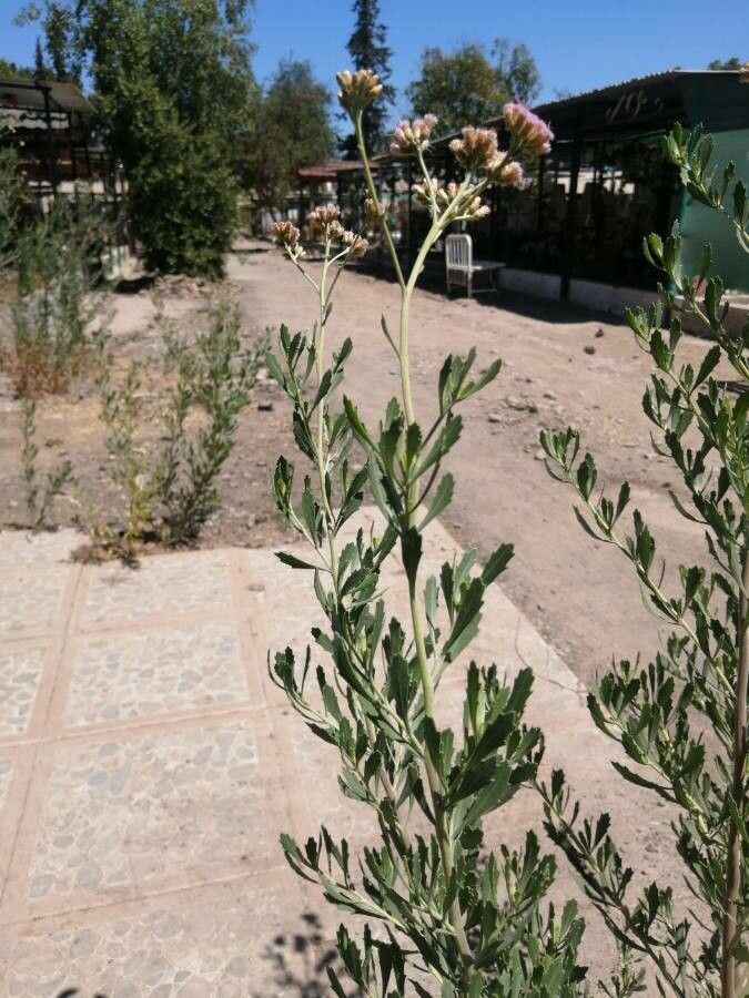 Pluchea sericea flower