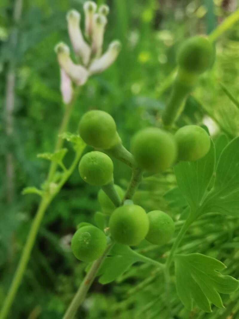 Fumaria agraria fruit
