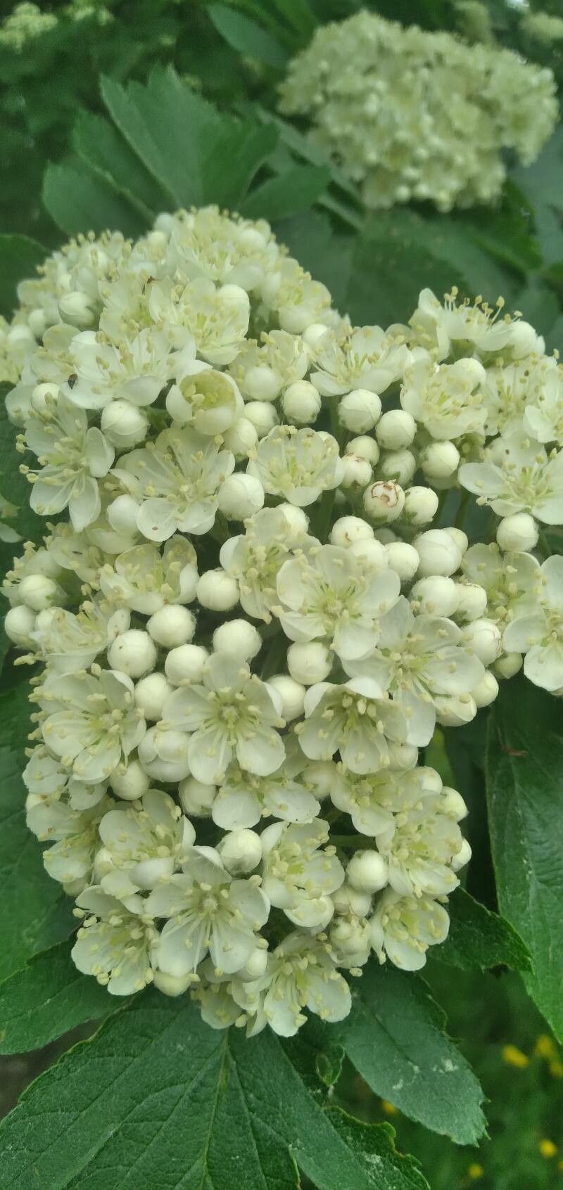 Hedlundia legrei flower
