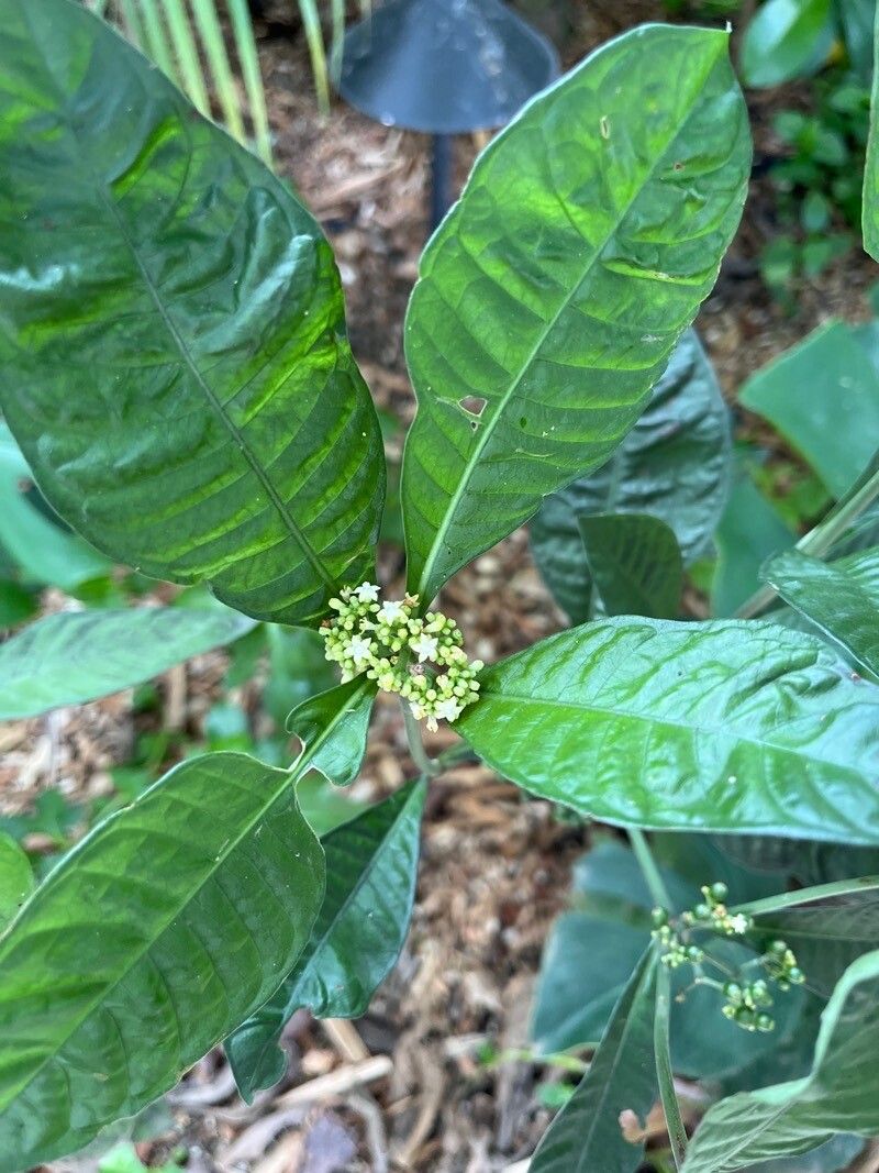 Psychotria limonensis — houseplant care guide