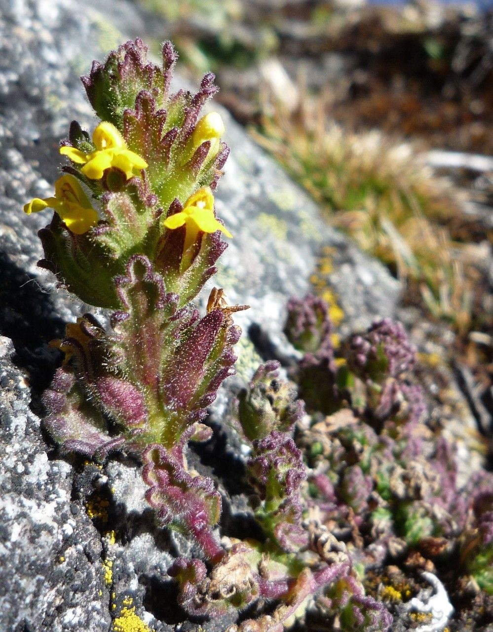 Bartsia crenoloba habit