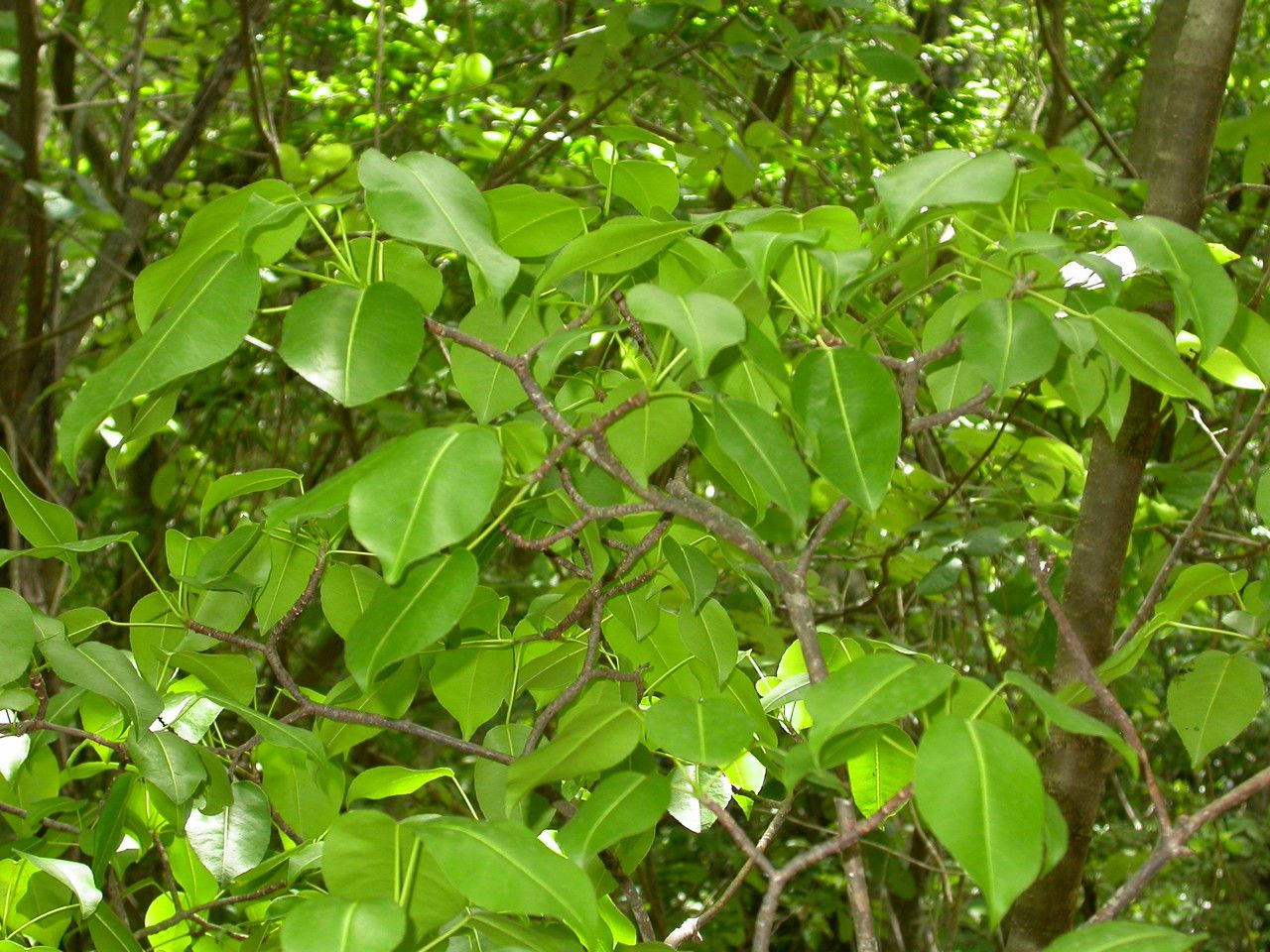 Hippomane mancinella leaf