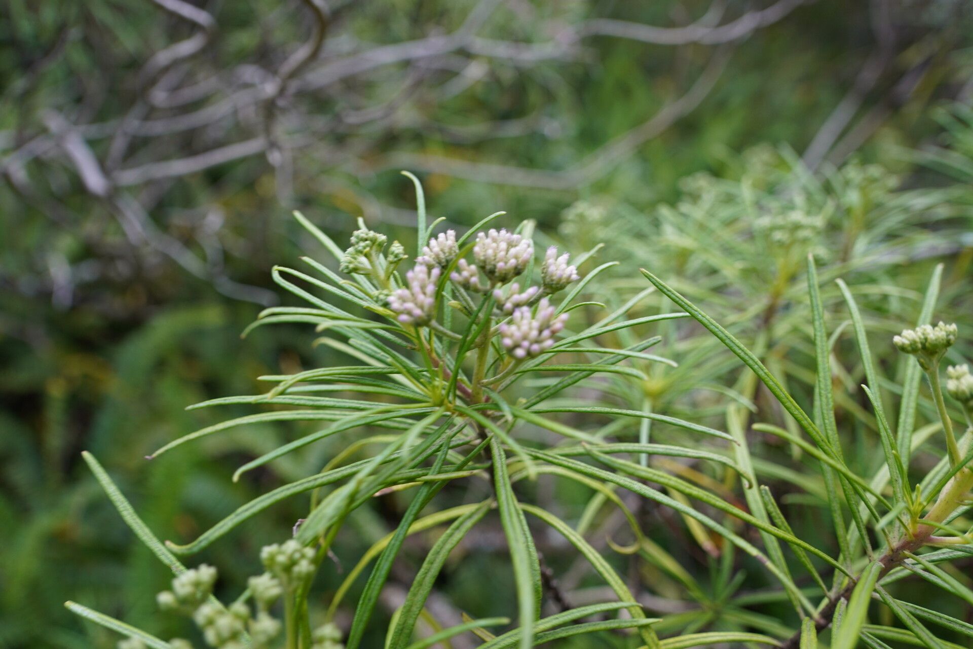 Monarrhenus pinifolius flower