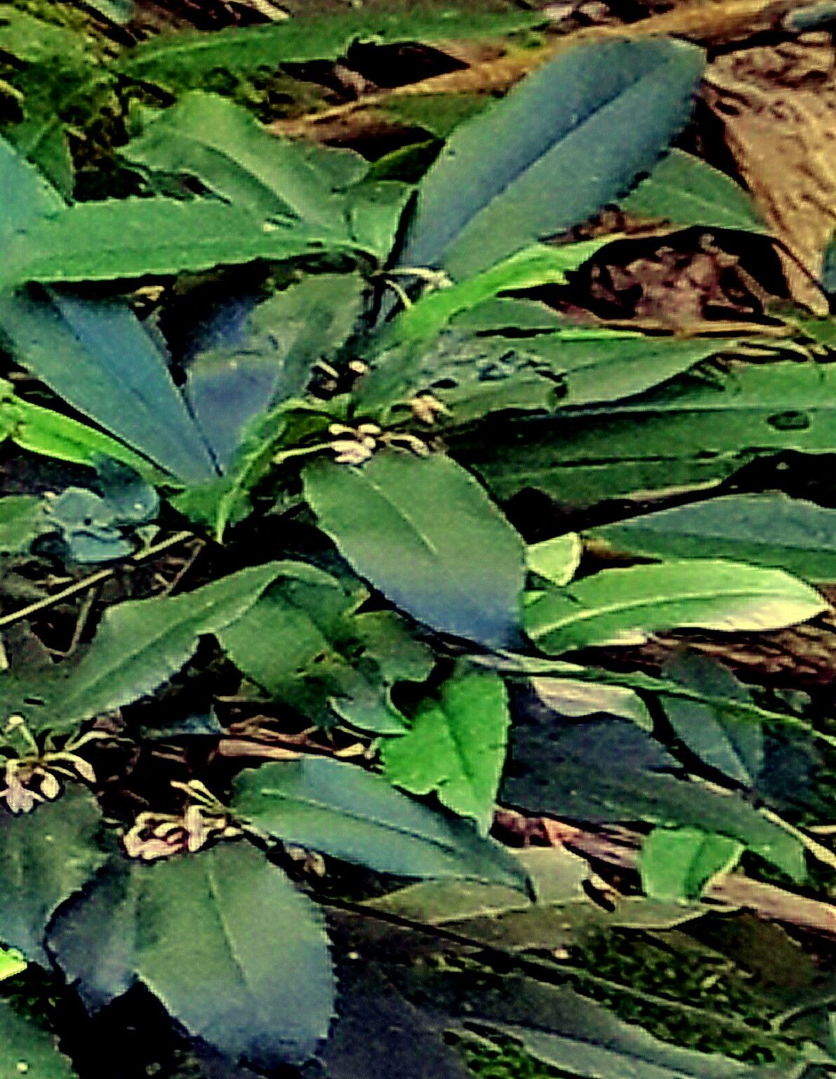 Ardisia cornudentata — search result for 'Ardisia'