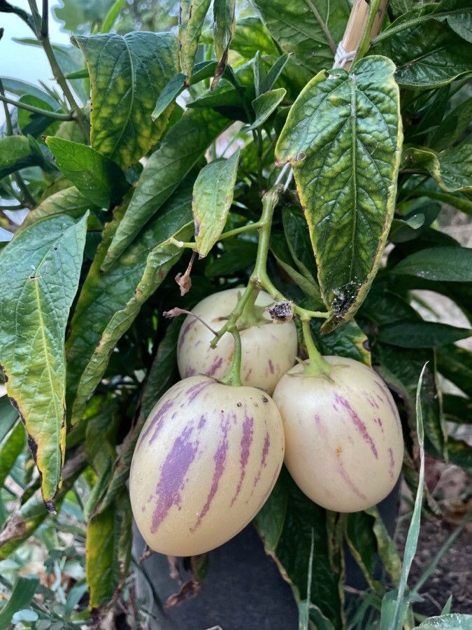 Solanum muricatum fruit