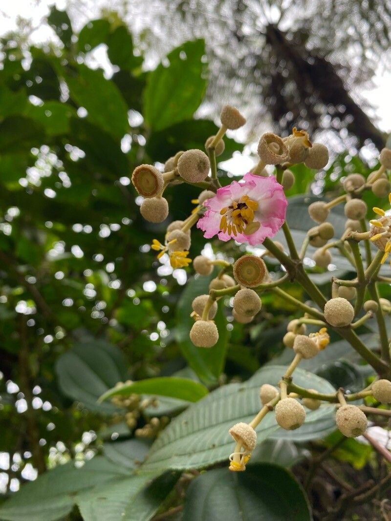 Miconia bigibbosa flower