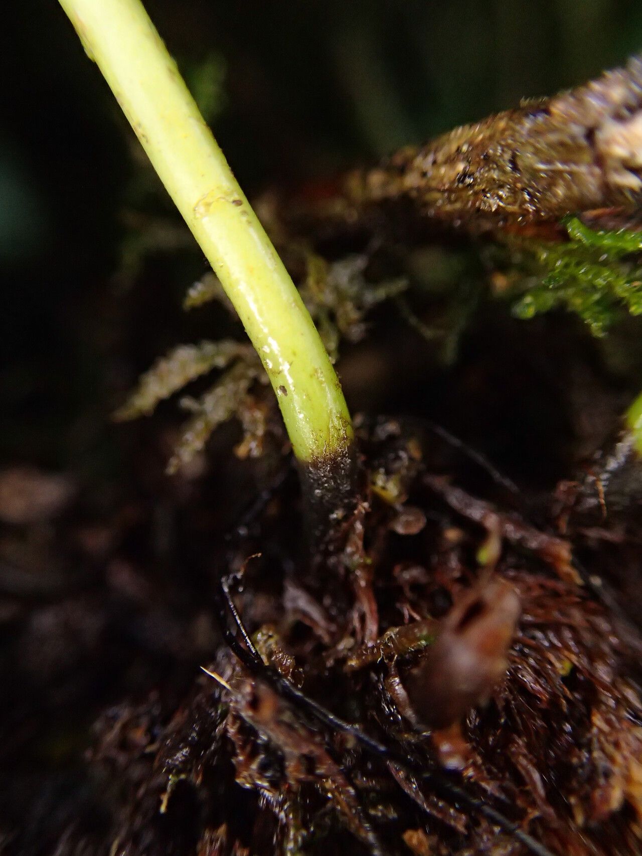 Elaphoglossum barteri other
