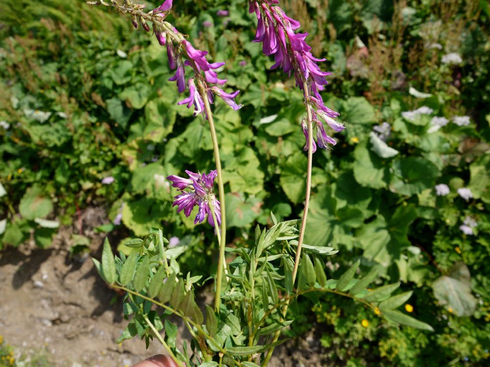 Hedysarum brigantiacum flower