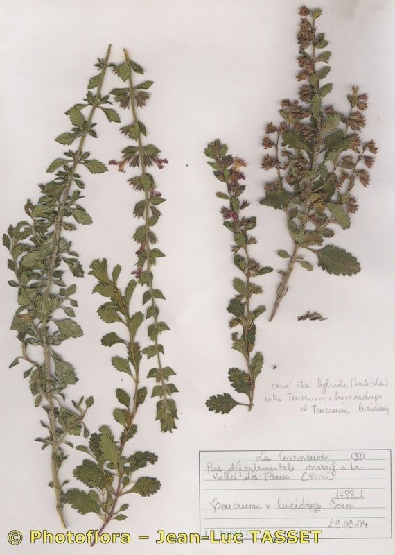 Teucrium chamaedrys x Teucrium lucidum habit