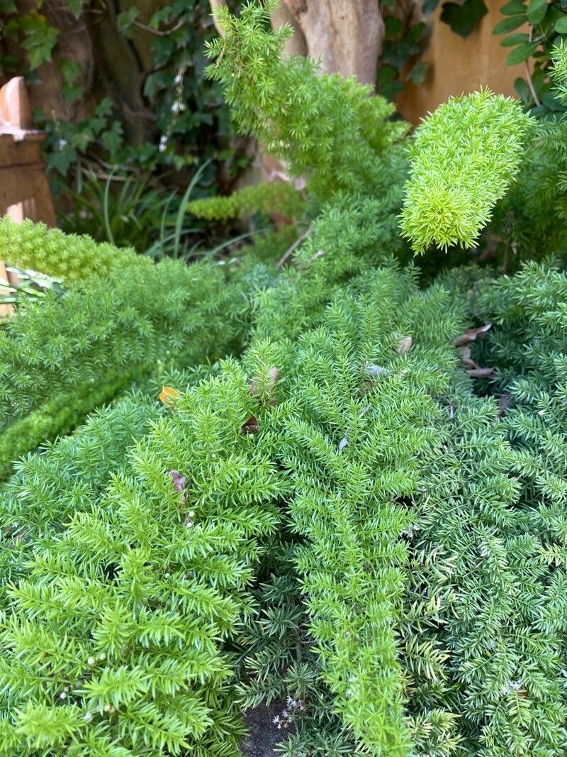 Asparagus divaricatus — houseplant care guide