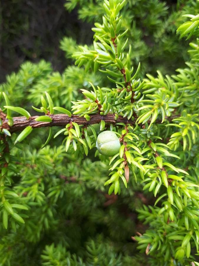 Juniperus brevifolia fruit