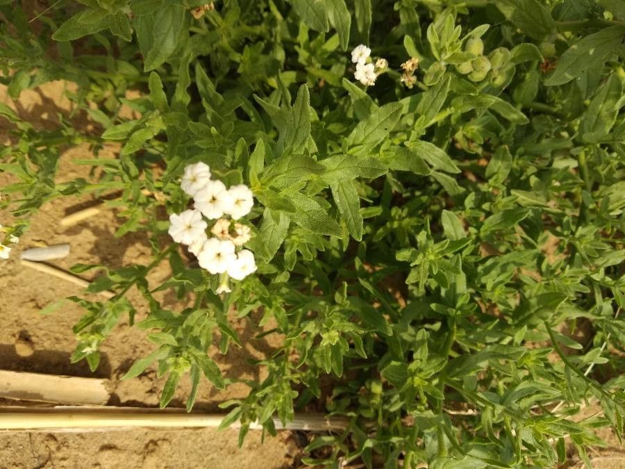 Heliotropium bacciferum flower