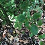 Viburnum macrocephalum