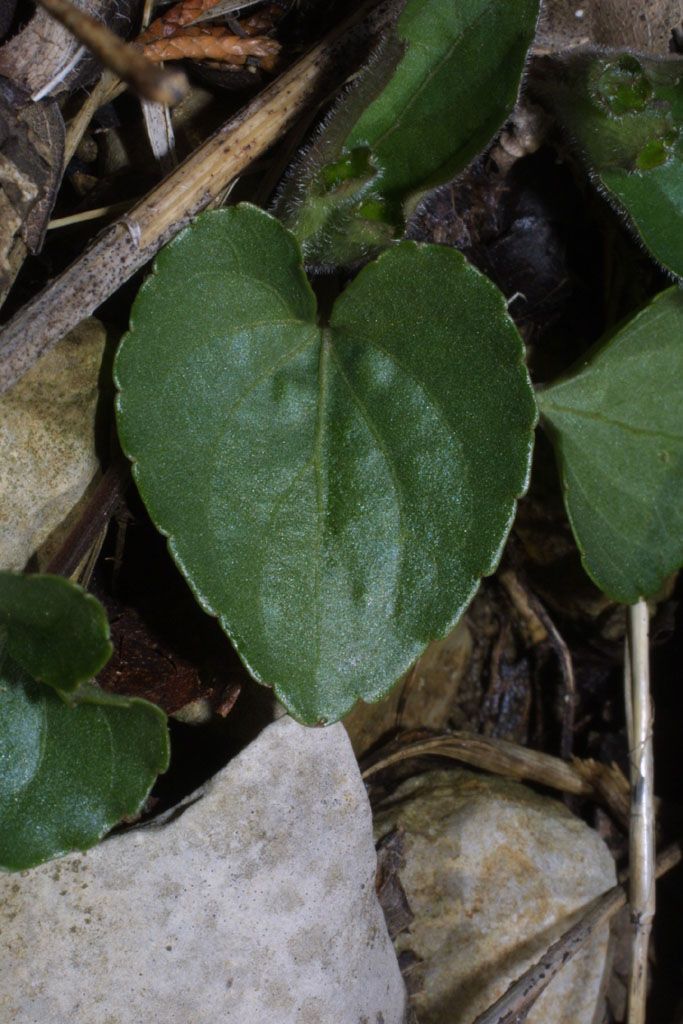 Viola septemloba — search result for 'Violaceae'