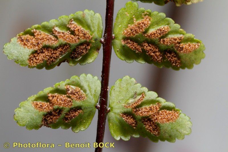 Asplenium azoricum — search result for 'Aspleniaceae'