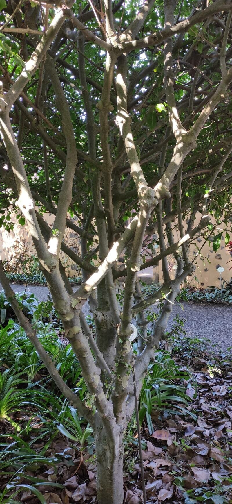 Gardenia cornuta habit