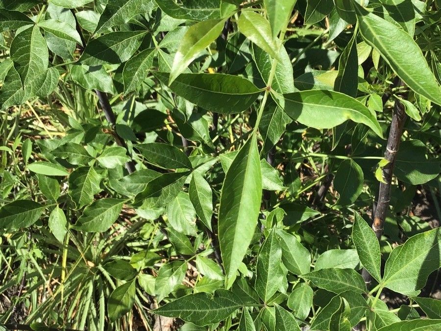 Heteromorpha trifoliata — related species from the same genus