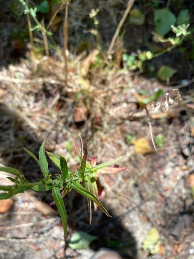 Epilobium coloratum leaf