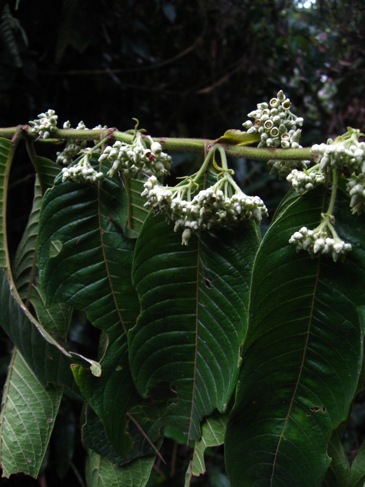 Pauridiantha callicarpoides habit