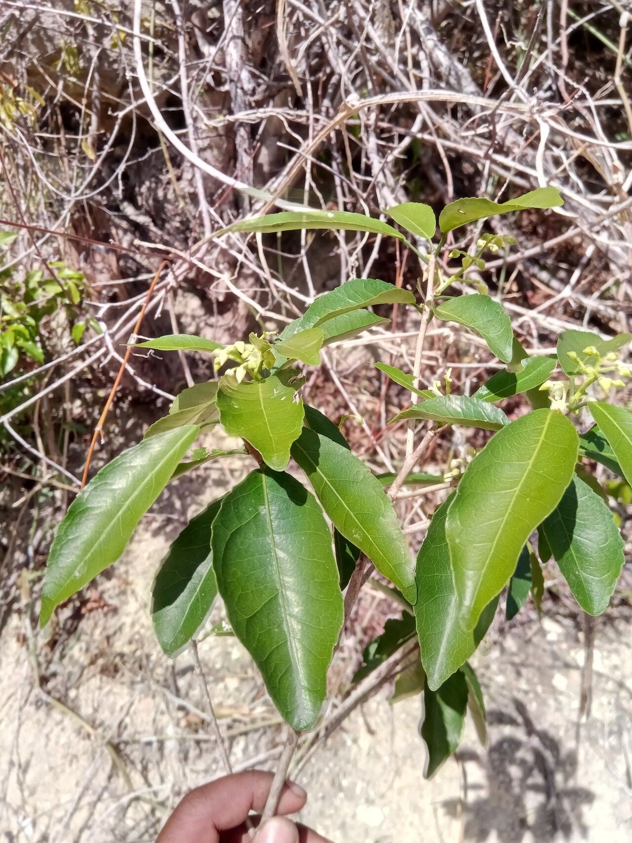 Rinorea arborea — houseplant care guide