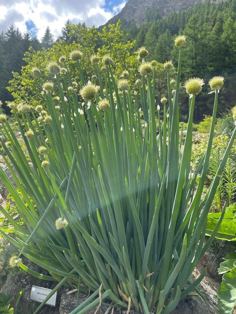 Allium altaicum flower