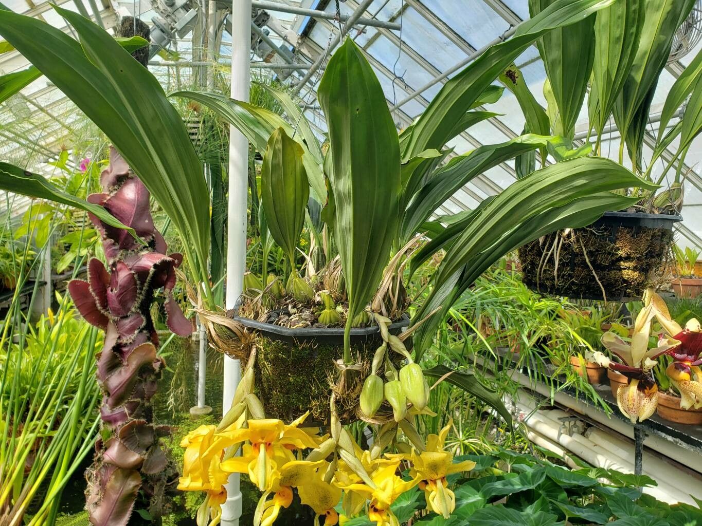 Stanhopea saccata habit