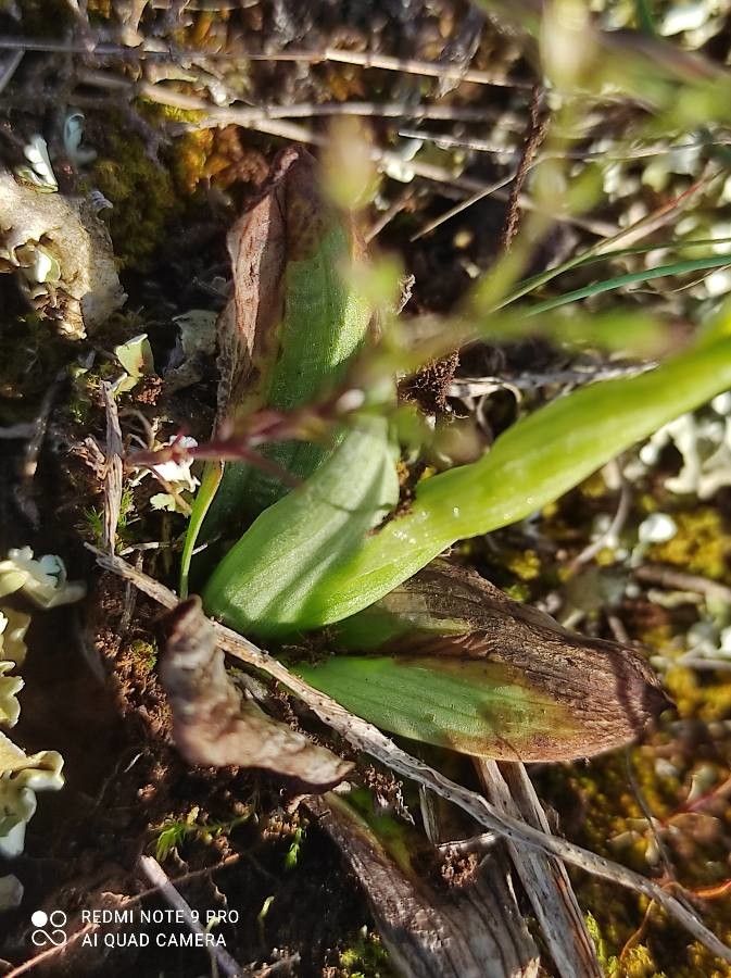 Ophrys virescens — houseplant care guide