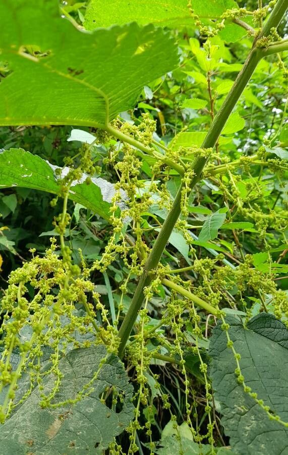 Boehmeria caudata flower