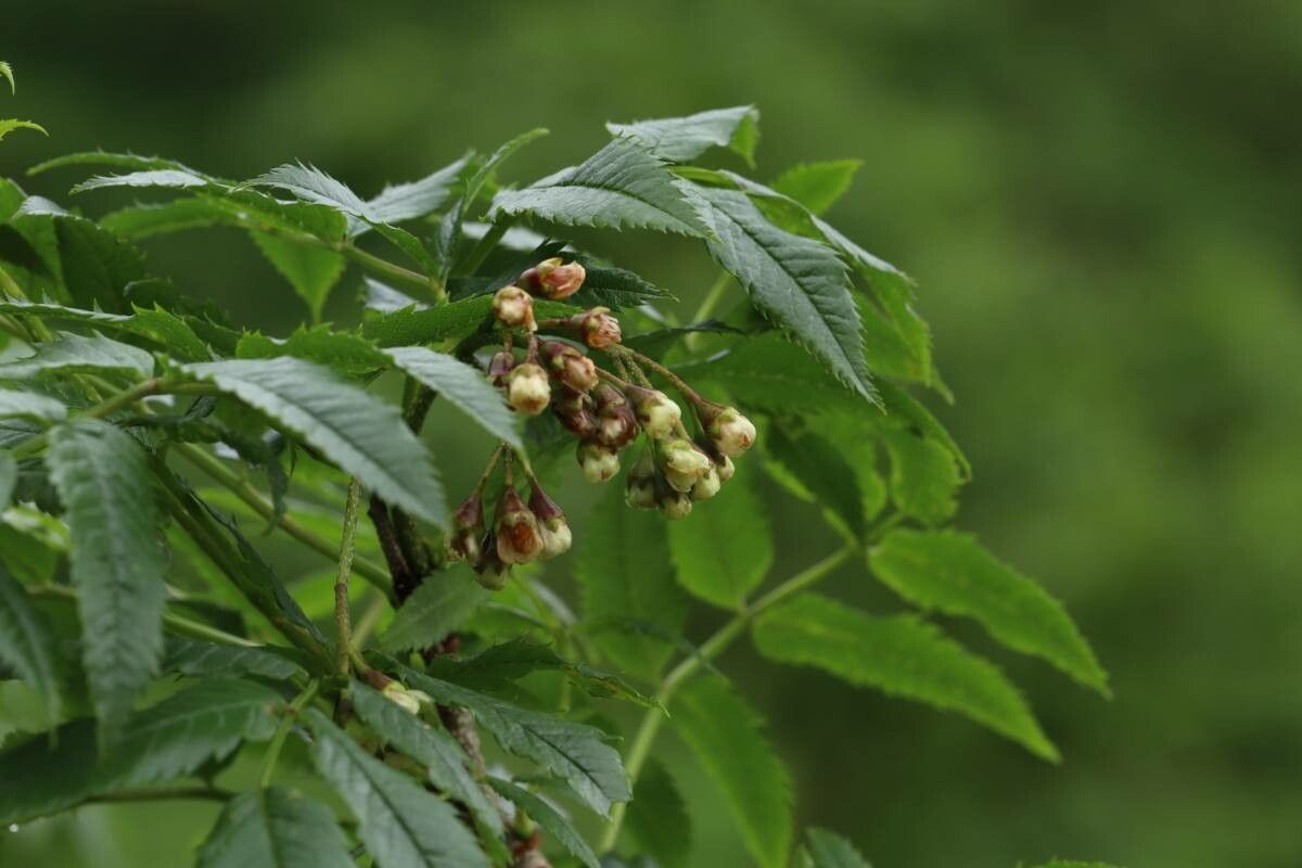 Sorbus sambucifolia — houseplant care guide