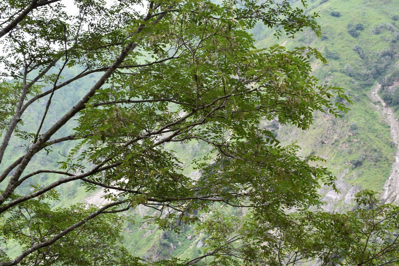 Dalbergia sericea habit