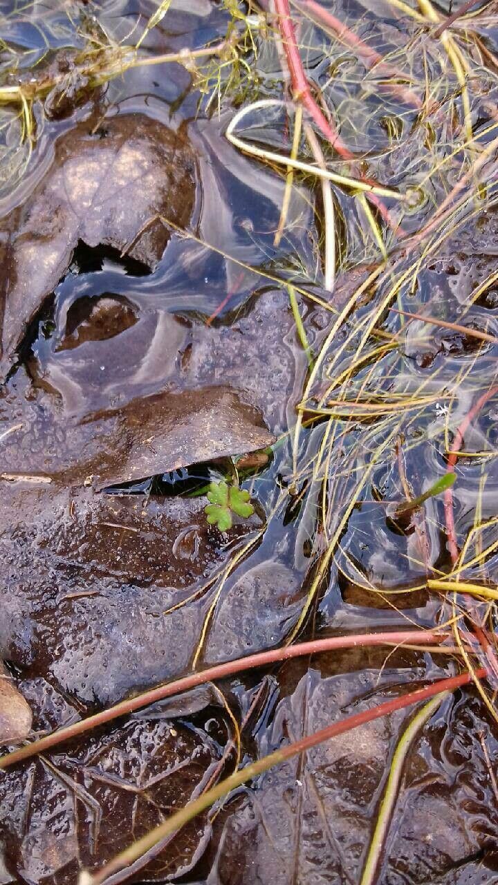 Ranunculus tripartitus — houseplant care guide