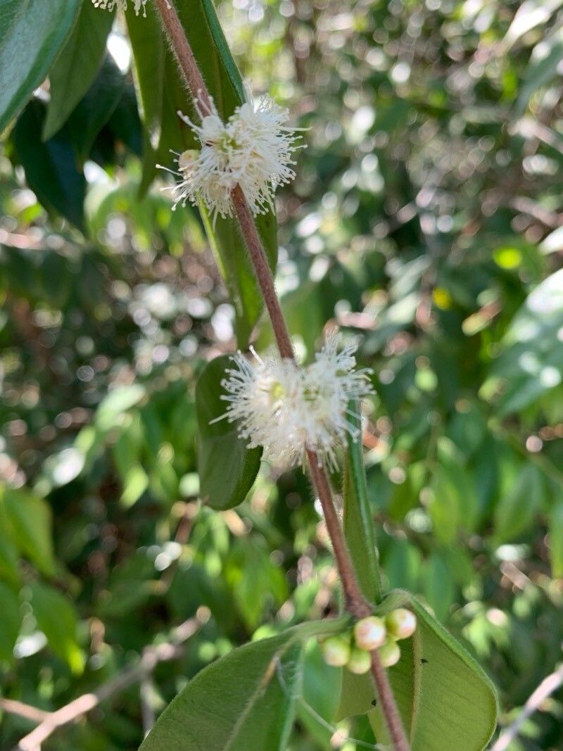 Myrciaria pilosa flower