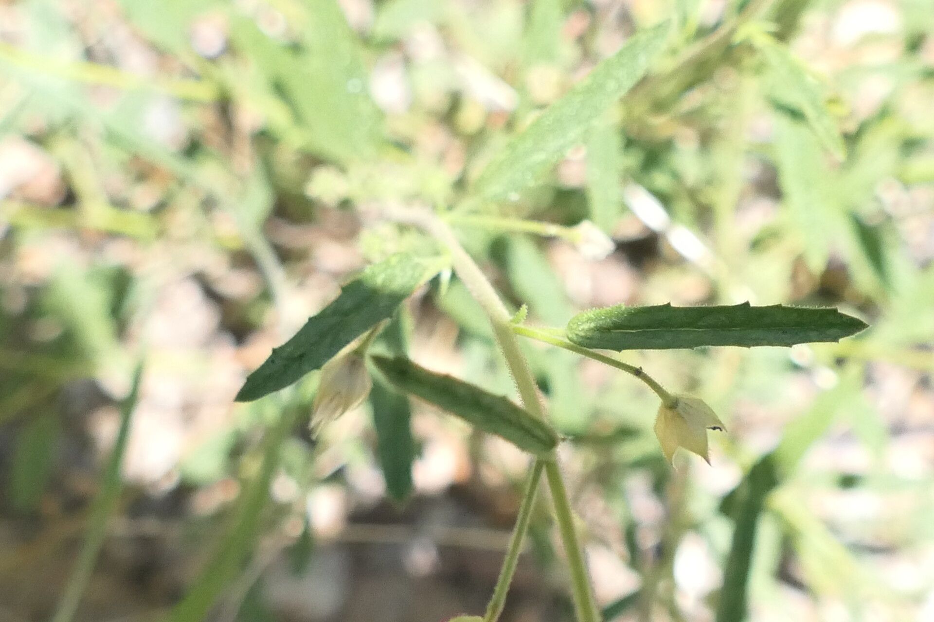 Hermannia modesta — houseplant care guide