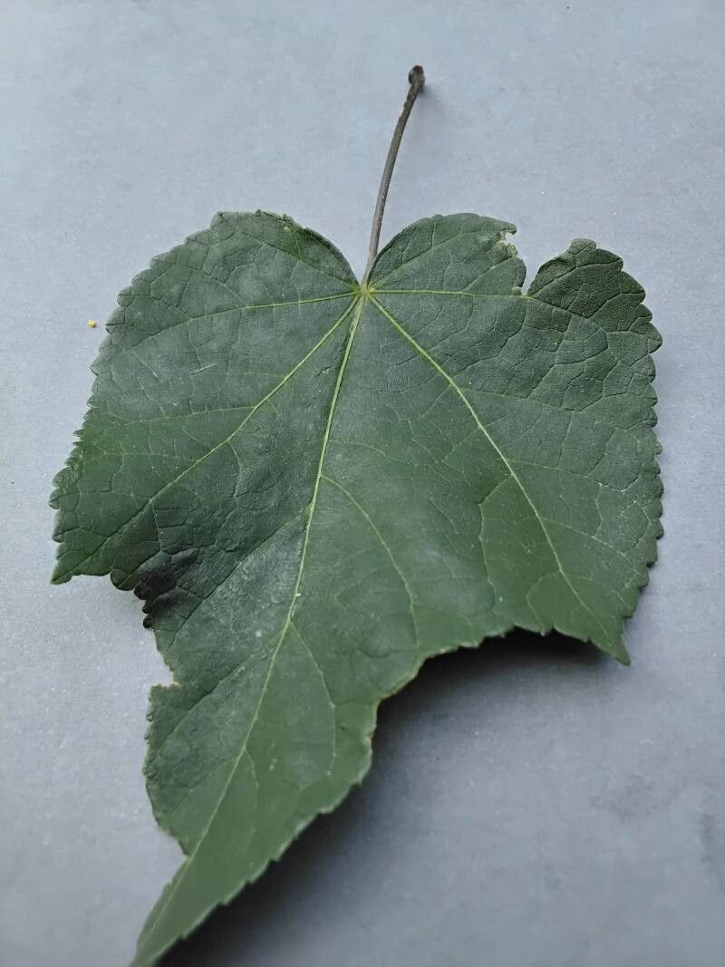 Callianthe darwinii leaf