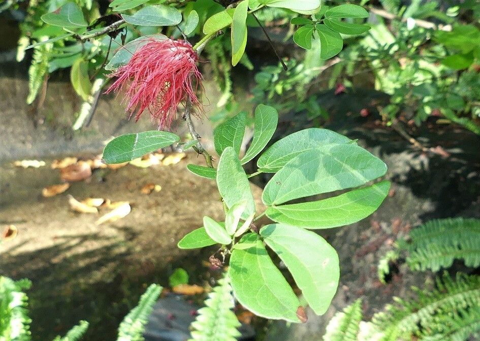 Calliandra tergemina leaf