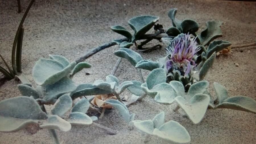 Centaurea pumilio — houseplant care guide