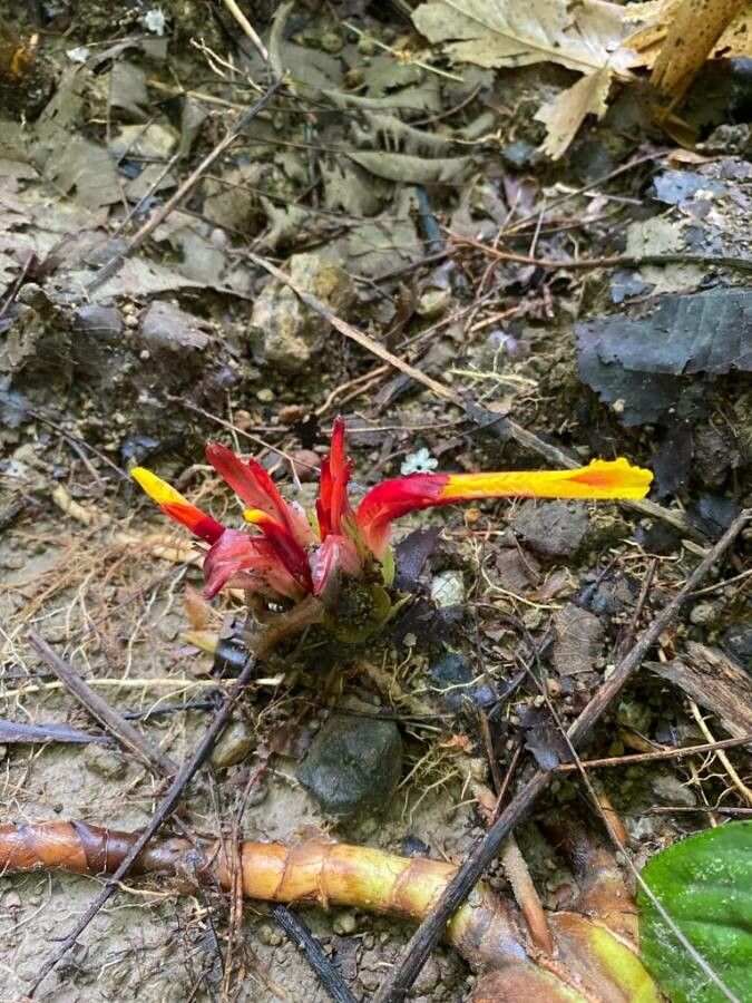 Etlingera linguiformis — search result for 'Zingiberaceae'